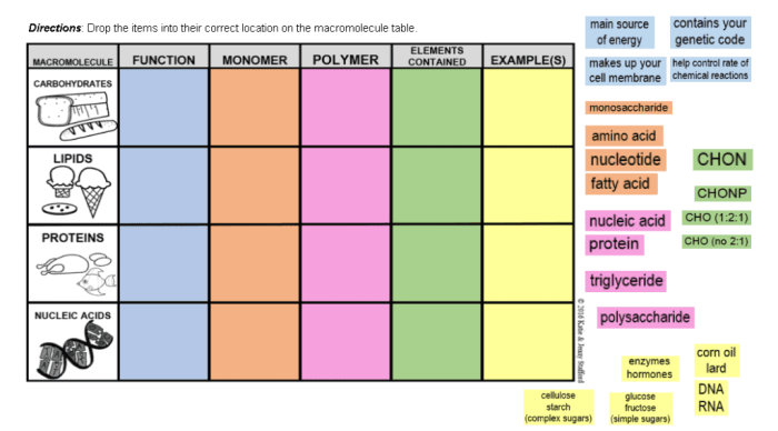 Building macromolecules activity answer key