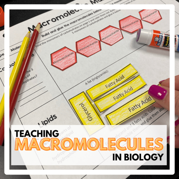 Building macromolecules activity answer key